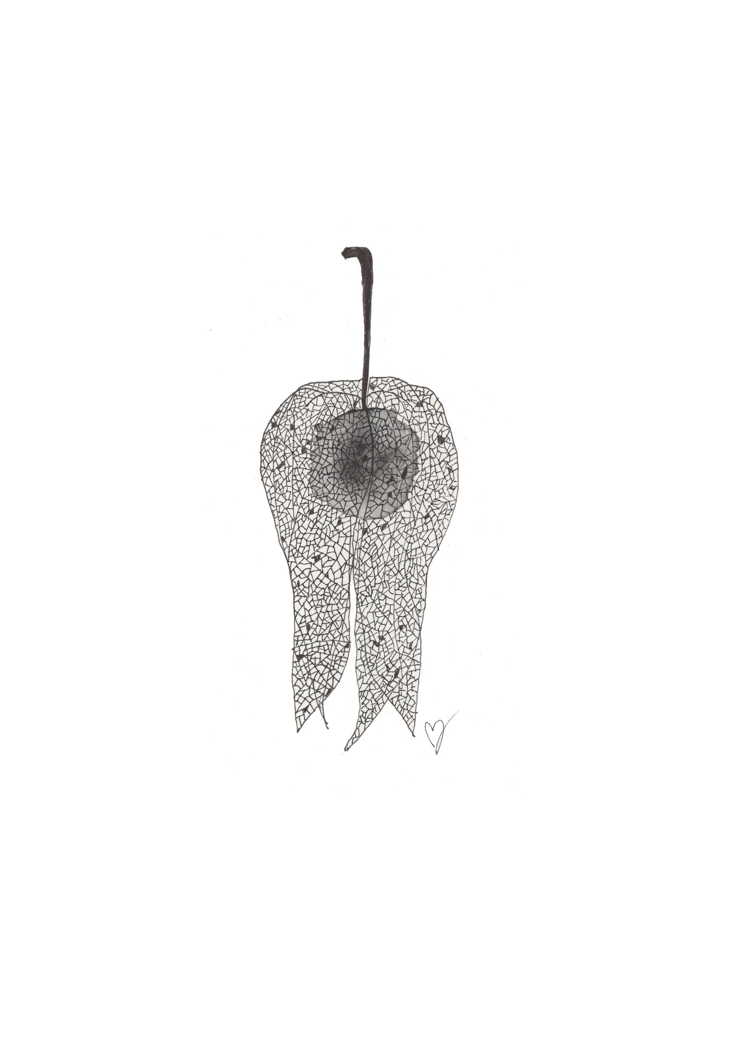 Physalis