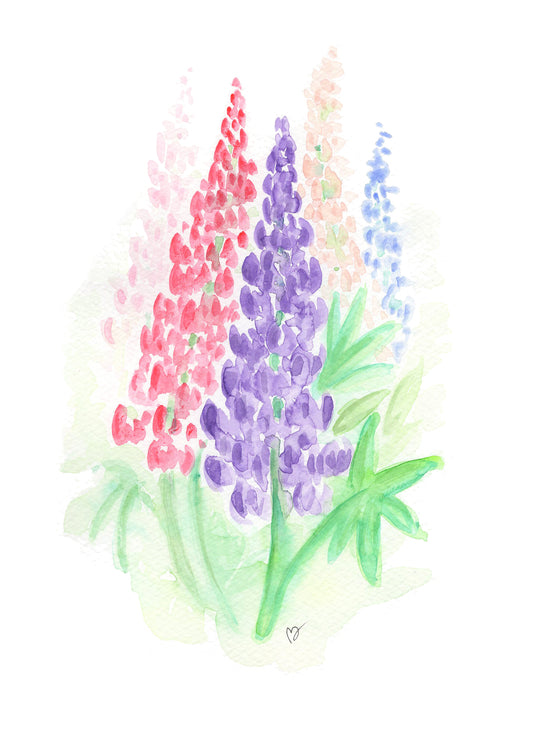 Lupiner