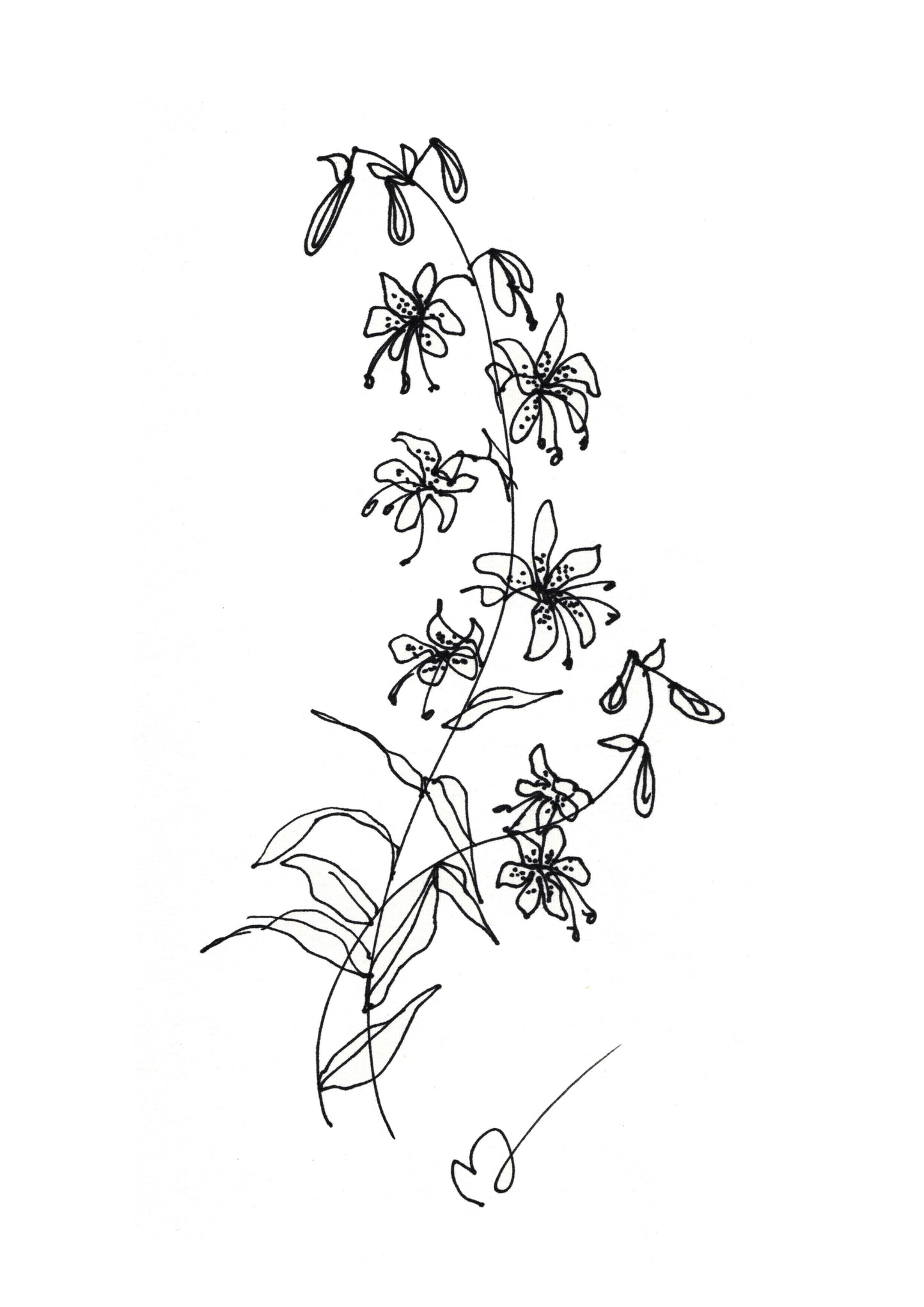 Line Art Krollilja