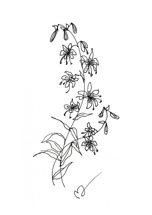Line Art Krollilja