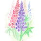 Lupiner