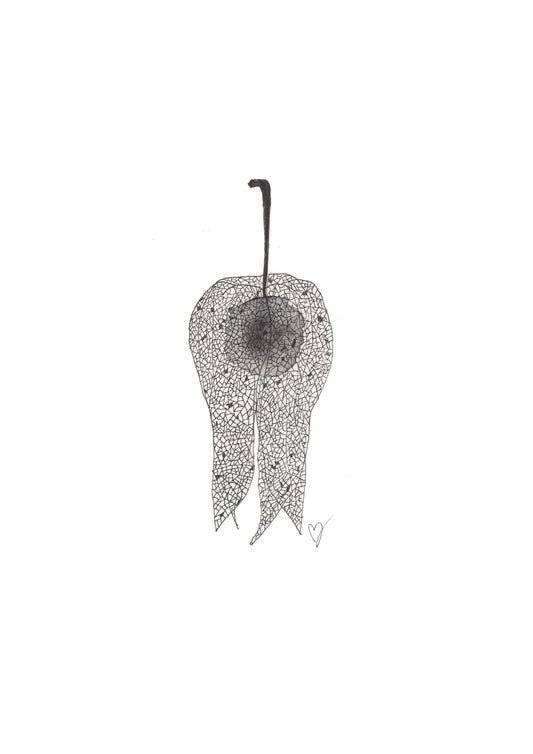 Physalis