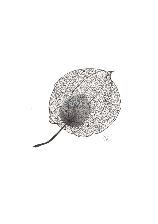 Physalis 3