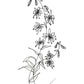 Line Art Krollilja
