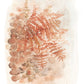 Forest Fern