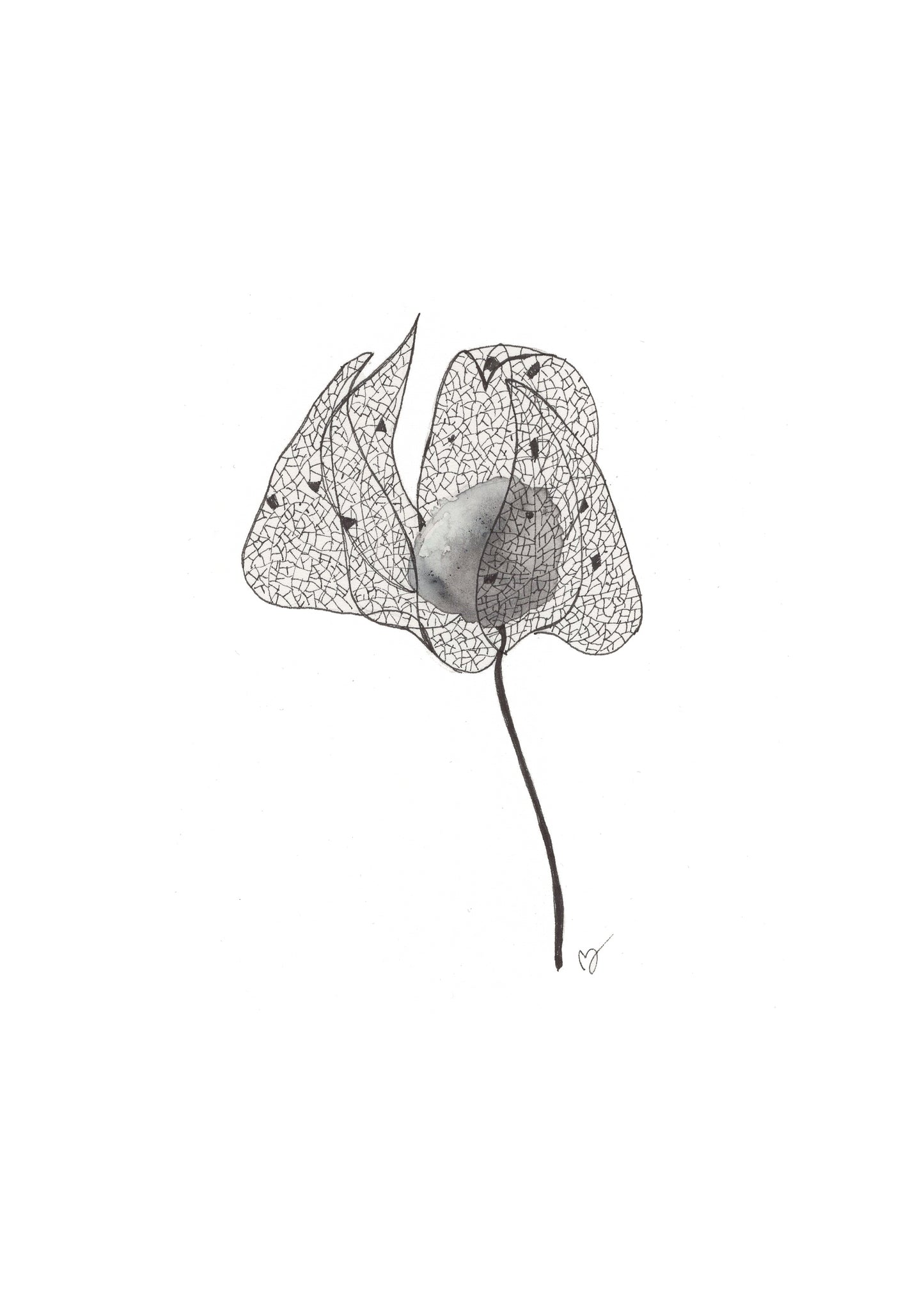 Physalis 2